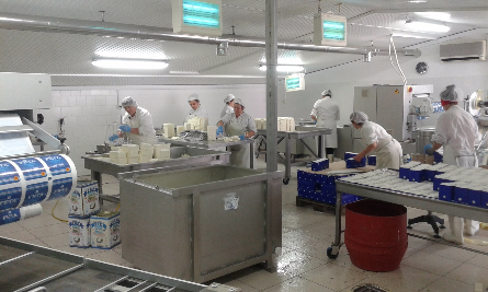 Employee producing feta in dairy located in Greece.